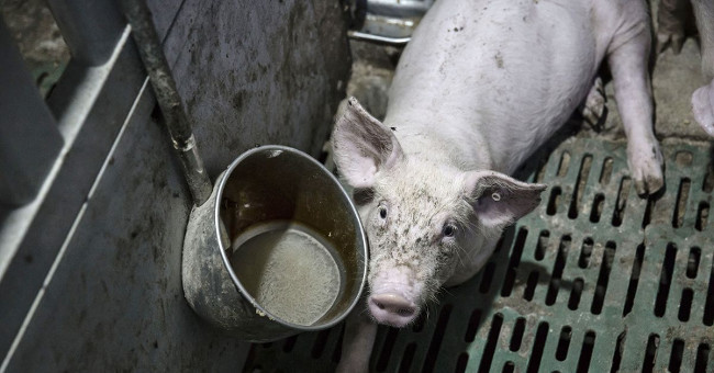 Chinese pork is the reason why many people die from antibiotics