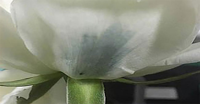 Chinese scientists develop new green rose techniques