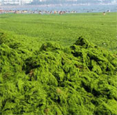 Chinese sea is covered with algae covering nearly 29,000 km2