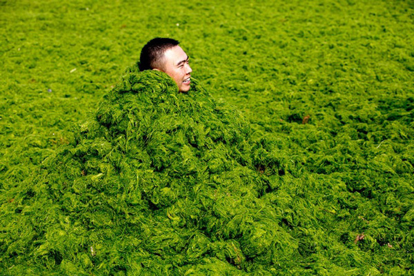Chinese sea surface is attacked by blue algae