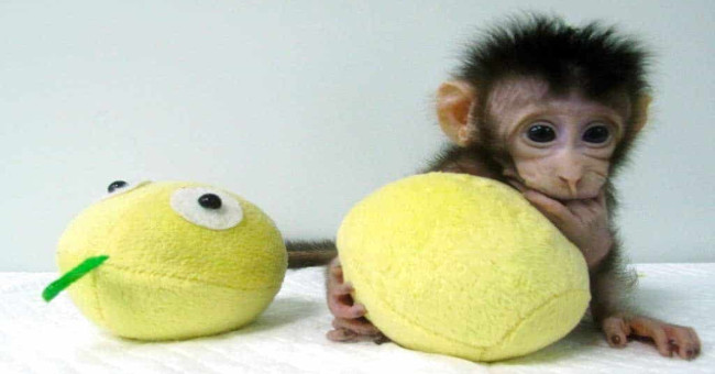 Chinese successfully cloned monkeys, approaching the human clone