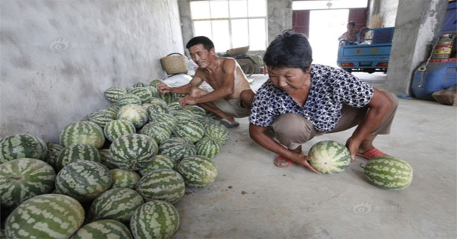 Chinese watermelon bounces like rubber balls when thrown