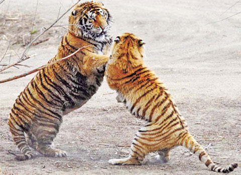 Chinese wild tiger may disappear