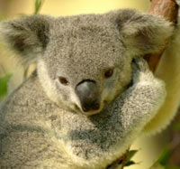 Chlamydia vaccine is tested on Koala bears