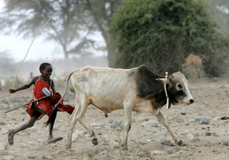 Cholera virus in cattle has been destroyed