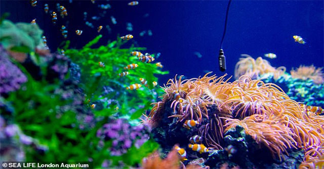 Christmas music from the sound of fish and shrimp