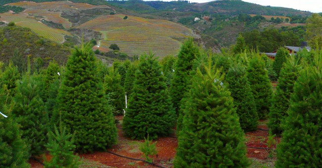 Christmas tree care process