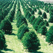 Christmas tree challenges drought