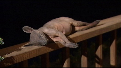 Chupacabra monsters found in America?