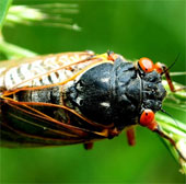 Cicada's love song entered the US Navy's sights
