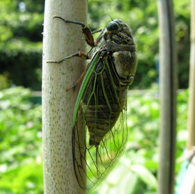 Cicadas regulate the number of birds