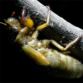 Cicada-style bactericidal
