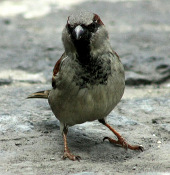 Cigarettes help birds chase after parasites