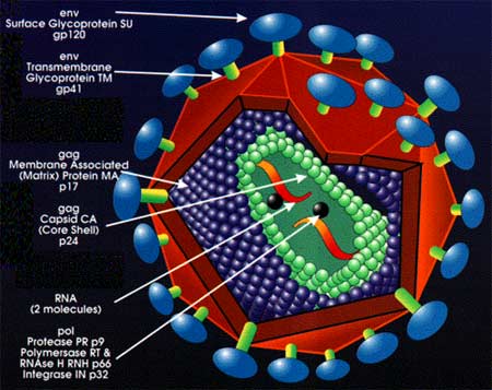 Circumcision will not be infected with HIV?