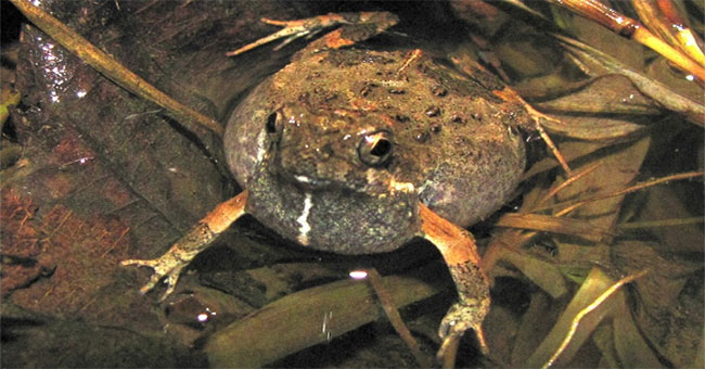 City-based male frogs