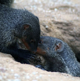 Civet calls like a human being