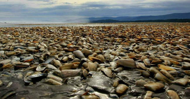 Clam died massively covering Chile's beach