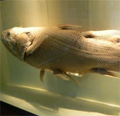 Clarify the evolution of underwater animals to the surface