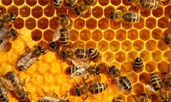 Class in the honey bee society
