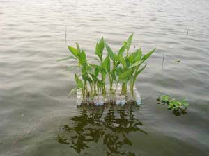 Clean water with flowers