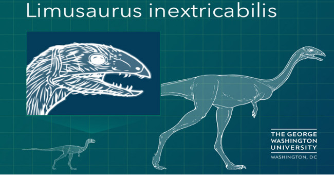 Clean-falling dinosaur teeth when grown up