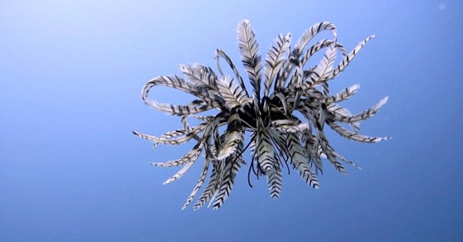 Clear ocean - the most exotic animal on the ocean floor