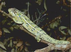 Climate change accelerates the extinction process in Madagascar