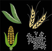 Climate change affects food supply