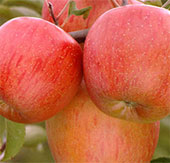 Climate change affects fruit quality