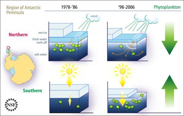 Climate change affects life on the Antarctic Peninsula