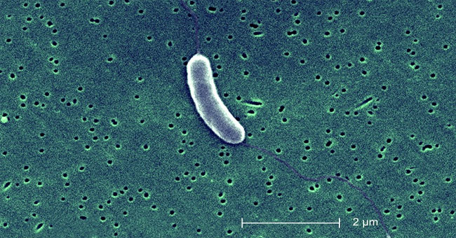 Climate change and reproduction of