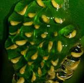 Climate change can affect frog evolution