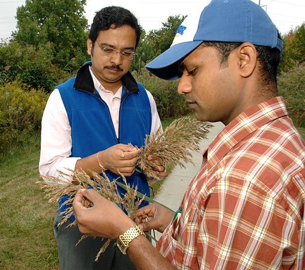 Climate change can cause reed to thrive