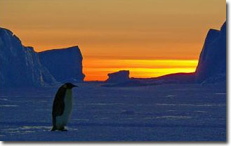 Climate change can erase the king penguin species