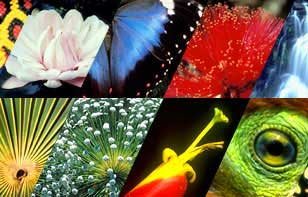 Climate change can push more than one million species to the point of extinction