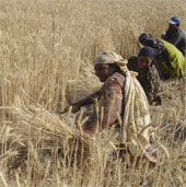 Climate change causes cereals to fall 2% every decade
