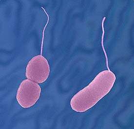 Climate change causes many strange diseases
