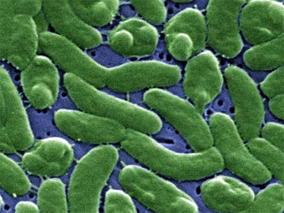 Climate change creates many intestinal bacteria