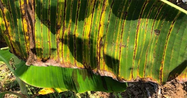 Climate change develops banana diseases