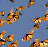Climate change disrupts the flight season of butterflies