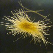 Climate change impacts the food chain in the oceans