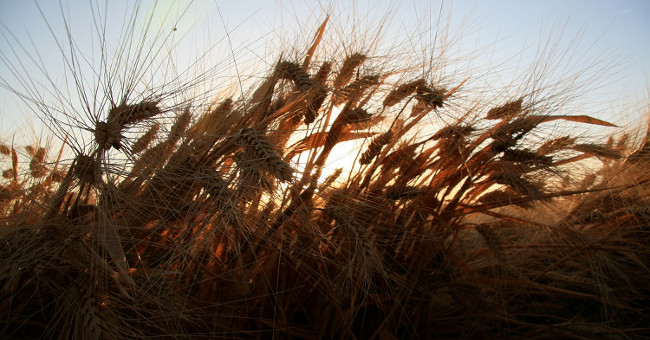 Climate change increases toxins in food