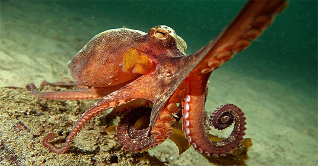 Climate change is a global concern but for this animal is happiness