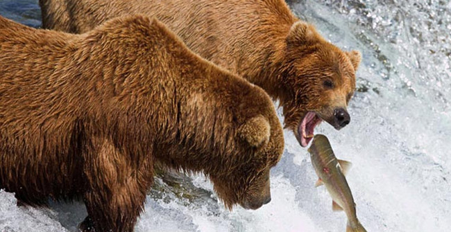 Climate change makes grizzly bear salmon, turn to fruit