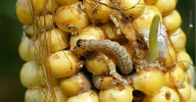 Climate change makes insects more aggressive than ever
