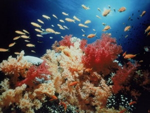Climate change makes organisms evolve faster