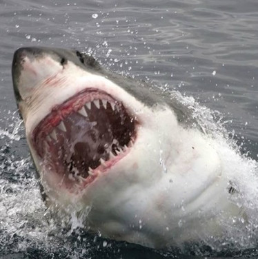Climate change makes sharks smaller and more gentle