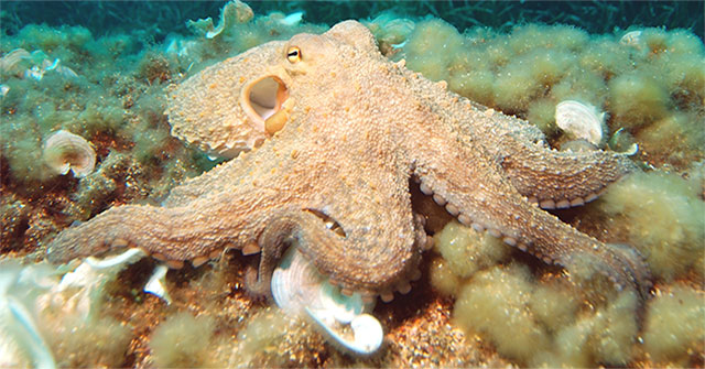 Climate change makes the octopus blind