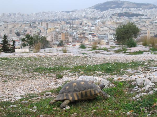 Climate change quickly forces scientists to evaluate conservation strategies