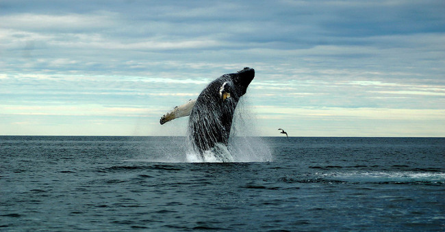 Climate change, the number of whales falls seriously